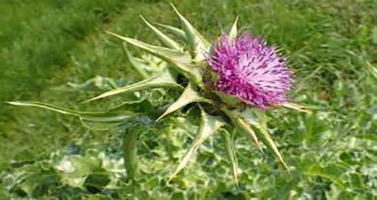 خواص عرق خار مریم برای پوست و خواص عرق خار مریم برای پوست صورت خواص عرق خار مریم برای پوست ؛ خواص عرق خار مریم برای پوست صورت