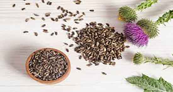 خواص عرق خار مریم برای کبد ؛ درمان کبد چرب با عرق خار مریم چیست