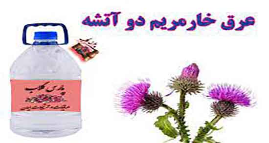 خواص عرق خار مریم چیست ؛ آیا عرق خار مریم برای کبد چرب خوب است