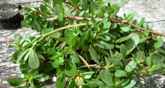 خواص عرق خرفه ؛ برای معده و کبد و کیست تخمدان و لاغری + نحوه مصرف