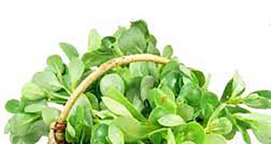 خواص عرق خرفه در طب سنتی و خوردن عرق خرفه از نظر طب سنتی خواص عرق خرفه در طب سنتی ؛ خوردن عرق خرفه از نظر طب سنتی