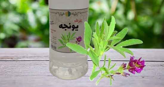 خواص عرق یونجه ؛ برای چاقی و رحم و نازایی و کلیه و اسپرم و افزایش قد خواص عرق یونجه ؛ برای چاقی و رحم و نازایی و کلیه و اسپرم و افزایش قد