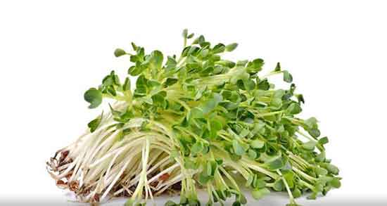 خواص عرق یونجه برای دیابت ؛ فواید مصرف عرق یونجه برای کنترل قند خون خواص عرق یونجه برای دیابت ؛ فواید مصرف عرق یونجه برای کنترل قند خون