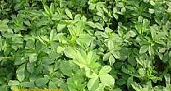 خواص عرق یونجه برای کبد ؛ فواید مصرف عرق یونجه برای بیماری کبد