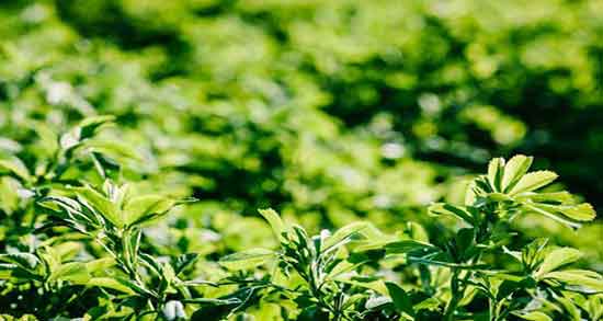 خواص عرق یونجه در بارداری و فواید مصرف عرق یونجه برای زنان باردار خواص عرق یونجه در بارداری ؛ فواید مصرف عرق یونجه برای زنان باردار