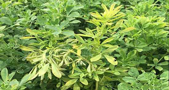 خواص عرق یونجه در بدنسازی ؛ خوردن عرق یونجه برای ورزشکاران