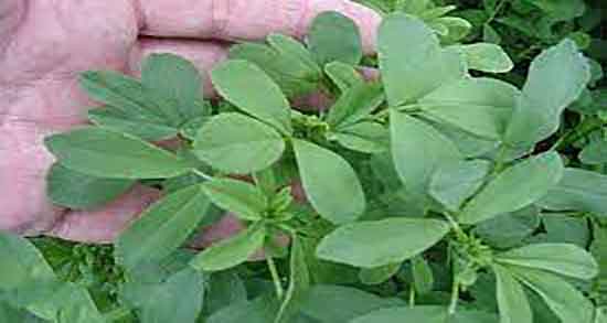 خواص عرق یونجه در شیردهی ؛ مصرف عرق یونجه برای افزایش شیردهی