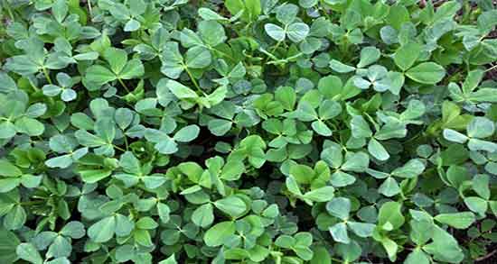 خواص عرق یونجه در طب سنتی ؛ فواید مصرف عرق یونجه از نظر طب سنتی