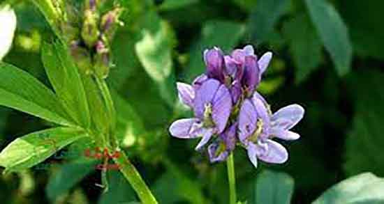 خواص عرق یونجه در چاقی ؛ خاصیت عرق یونجه برای چاقی صورت و بدن خواص عرق یونجه در چاقی ؛ خاصیت عرق یونجه برای چاقی صورت و بدن