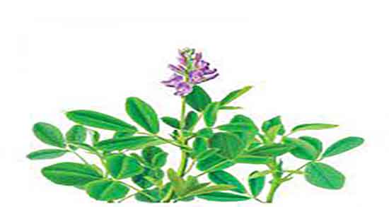 خواص عرق یونجه در کودکان ؛ مصرف عرق یونجه برای نفخ شکم اطفال