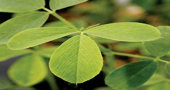 خواص عرق یونجه دکتر خیراندیش ؛ خوردن عرق یونجه از دکتر خیراندیش خواص عرق یونجه دکتر خیراندیش ؛ خوردن عرق یونجه از دکتر خیراندیش