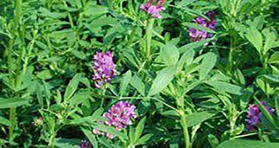 خواص عرق یونجه و عسل ؛ فواید مصرف عرق یونجه و عسل برای بدن خواص عرق یونجه و عسل ؛ فواید مصرف عرق یونجه و عسل برای بدن