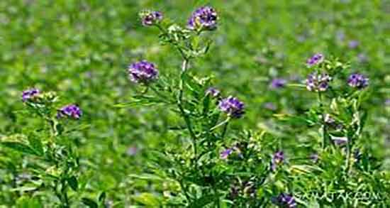 خواص عرق یونجه و چاقی صورت ؛ فواید مصرف عرق یونجه برای چاقی بدن خواص عرق یونجه و چاقی صورت ؛ فواید مصرف عرق یونجه برای چاقی بدن