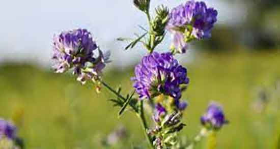 خواص عرق یونجه و کاسنی ؛ خاصیت مصرف عرق یونجه و کاسنی