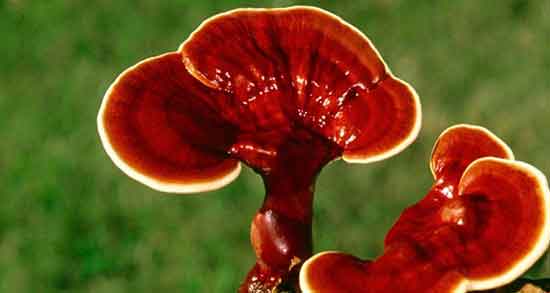 خواص قارچ گانودرما برای دیابت ؛ فواید قارچ گانودرما در درمان قند خون خواص قارچ گانودرما برای دیابت ؛ فواید قارچ گانودرما در درمان قند خون