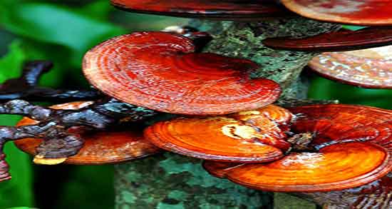 خواص قارچ گانودرما برای ریه ؛ فواید مصرف گانودرما برای تومورهای ریه خواص قارچ گانودرما برای ریه ؛ فواید مصرف گانودرما برای تومورهای ریه