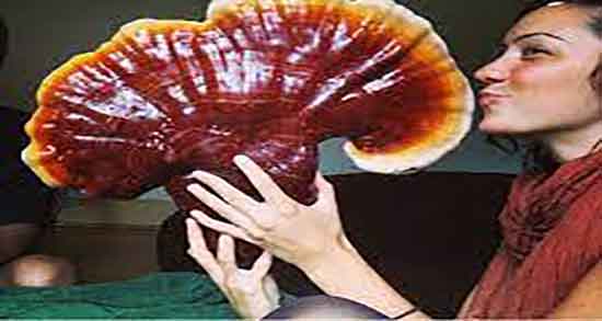 خواص قارچ گانودرما برای پوست ؛ فواید قارچ گانودرما برای بیماریهای پوستی خواص قارچ گانودرما برای پوست ؛ فواید قارچ گانودرما برای بیماریهای پوستی