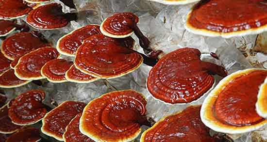 خواص قارچ گانودرما برای پیسی ؛ فواید قارچ گانودرما دکتر بیز برای پیسی خواص قارچ گانودرما برای پیسی ؛ فواید قارچ گانودرما دکتر بیز برای پیسی