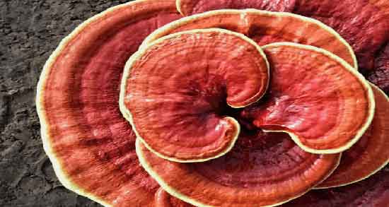 خواص قارچ گانودرما برای کلیه ؛ فواید قارچ گانودرما برای درمان سنگ کلیه خواص قارچ گانودرما برای کلیه ؛ فواید قارچ گانودرما برای درمان سنگ کلیه