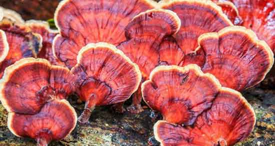 خواص قارچ گانودرما در درمان دیابت ؛ طریقه مصرف قارچ گانودرما برای دیابت خواص قارچ گانودرما در درمان دیابت ؛ طریقه مصرف قارچ گانودرما برای دیابت