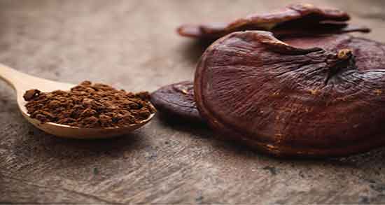 خواص قارچ گانودرما در لاغری ؛ عوارض گانودرما برای لاغری