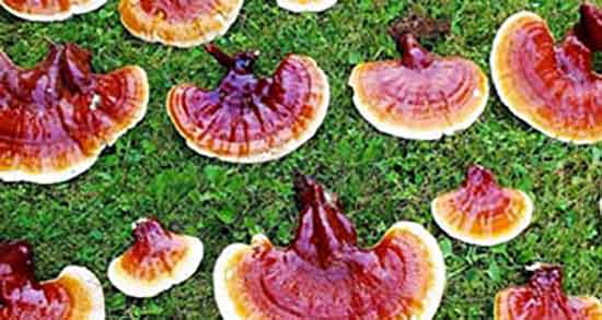 خواص قارچ گانودرما چیست ؛ فواید قارچ گانودرما برای زگیل تناسلی خواص قارچ گانودرما چیست ؛ فواید قارچ گانودرما برای زگیل تناسلی