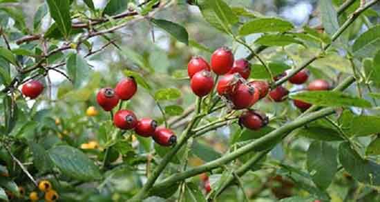 خواص میوه گل نسترن برای دیابت ؛ تنظیم قند خون با مصرف میوه گل نسترن