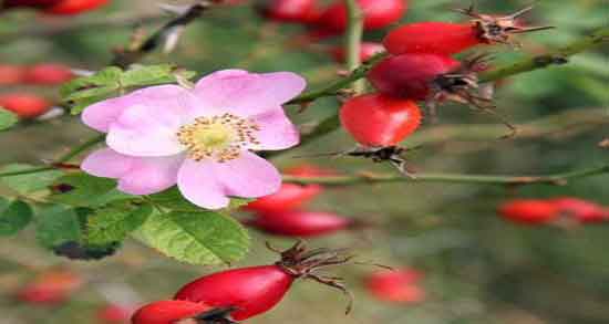 خواص میوه گل نسترن برای سنگ کلیه ؛ خاصیت دارویی میوه گل نسترن برای دفع سنگ کلیه
