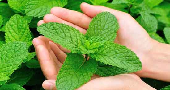 خواص نعناع فلفلی ؛ برای لاغری و دیابت + منظور از نعناع فلفلی چیست