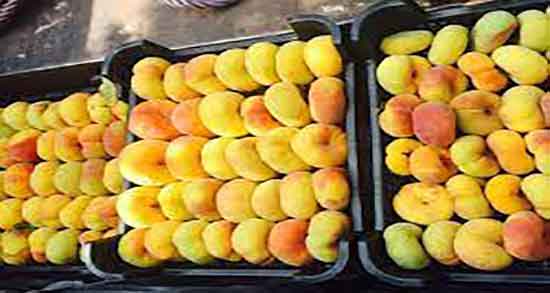 خواص هلو انجیری برای لاغری ؛ ایا خوردن هلو انجیری برای کودکان مفیده خواص هلو انجیری برای لاغری ؛ ایا خوردن هلو انجیری برای کودکان مفیده