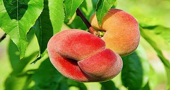 خواص هلو انجیری برای پوست صورت و فواید ماسک هلو انجیری برای پوست خواص هلو انجیری برای پوست صورت ؛ فواید ماسک هلو انجیری برای پوست