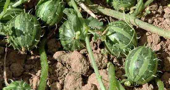 خواص هندوانه ابوجهل برای دندان ؛ فواید هندوانه ابوجهل برای دندان درد خواص هندوانه ابوجهل برای دندان ؛ فواید هندوانه ابوجهل برای دندان درد