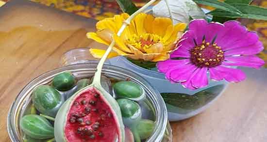 خواص هندوانه ابوجهل برای سینوزیت ؛ ایا هندوانه ابوجهل برای سردرد خوبه خواص هندوانه ابوجهل برای سینوزیت ؛ ایا هندوانه ابوجهل برای سردرد خوبه