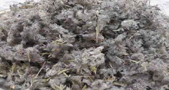 خواص و مضرات دمنوش چای کوهی ؛ حفظ سلامتی بدن با مصرف دمنوش چای کوهی