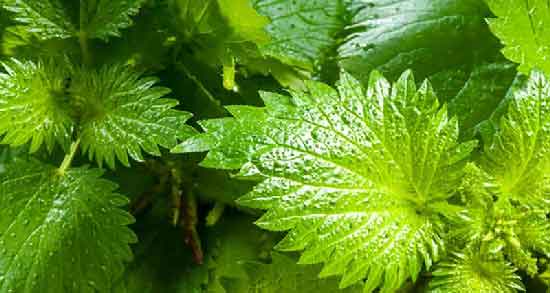 خواص و مضرات دمنوش گزنه ؛ مصرف دمنوش گزنه چه خواص و مضراتی دارد