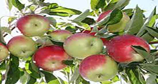 خواص و مضرات سیب ؛ فواید و عوارض مصرف سیب برای زنان باردار