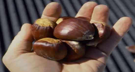 خواص و مضرات شاه بلوط ؛ فواید و عوارض شاه بلوط برای بدن انسان خواص و مضرات شاه بلوط ؛ فواید و عوارض شاه بلوط برای بدن انسان