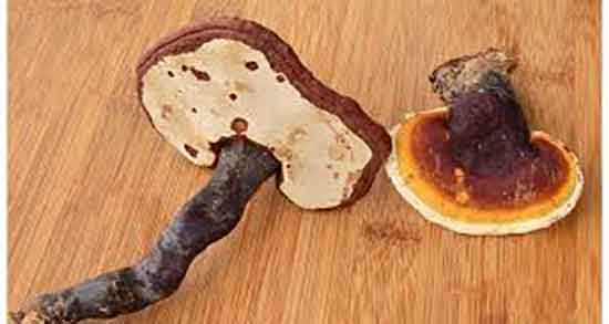 خواص و مضرات قارچ گانودرما ؛ قارچ گانودرما دکتر خیراندیش خواص و مضرات قارچ گانودرما ؛ قارچ گانودرما دکتر خیراندیش