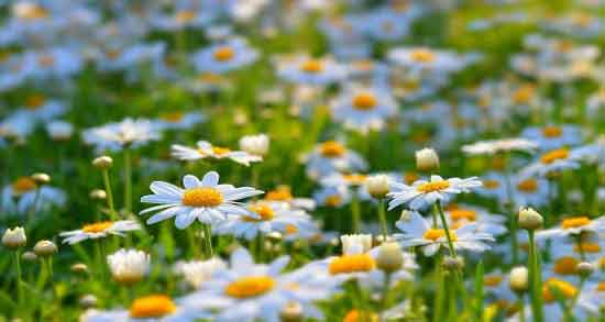 خواص و مضرات گل بابونه ؛ همه چیز درباره خواص و مضرات استفاده از گل بابونه برای سلامتی خواص و مضرات گل بابونه ؛ همه چیز درباره خواص و مضرات استفاده از گل بابونه برای سلامتی
