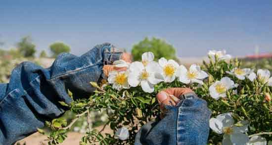 خواص و مضرات گل نسترن ؛ همه چیز درباره مصرف گل نسترن خواص و مضرات گل نسترن ؛ همه چیز درباره مصرف گل نسترن