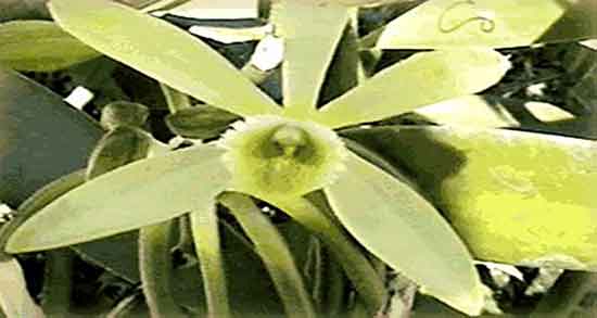 خواص وانیل در بدنسازی و فواید مصرف وانیل برای چاقی صورت و بدن خواص وانیل در بدنسازی ؛ فواید مصرف وانیل برای چاقی صورت و بدن