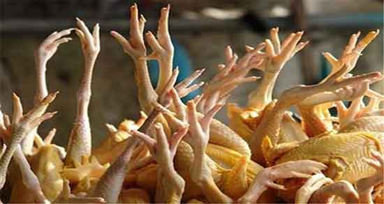 خواص پای مرغ دکتر سلام ؛ فواید مصرف پای مرغ در برنامه دکتر سلام خواص پای مرغ دکتر سلام ؛ فواید مصرف پای مرغ در برنامه دکتر سلام