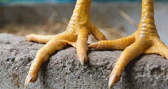 خواص پای مرغ و مضرات ؛ آیا چربی قلم گاو برای کبد چرب مضر است