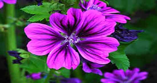 خواص پنیرک برای تنبلی تخمدان ؛ مصرف پنیرک برای درمان تنبلی تخمدان