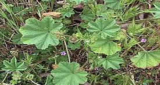 خواص پنیرک برای دیابت و فواید مصرف پنیرک برای کنترل قند خون خواص پنیرک برای دیابت ؛ فواید مصرف پنیرک برای کنترل قند خون