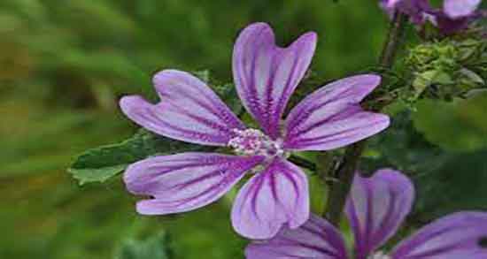 خواص پنیرک برای رحم ؛ خاصیت مصرف پنیرک برای عفونت رحم زنان خواص پنیرک برای رحم ؛ خاصیت مصرف پنیرک برای عفونت رحم زنان