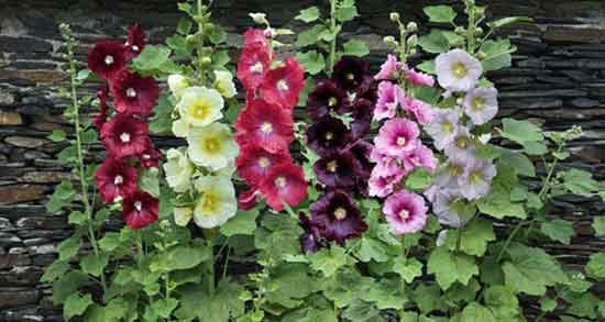 خواص پنیرک برای عفونت رحم ؛ مصرف دمنوش پنیرک برای درمان عفونت