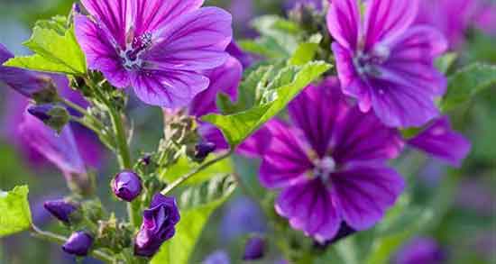 خواص پنیرک برای عفونت ریه و ایا پنیرک برای درمان عفونت ریه مفیده خواص پنیرک برای عفونت ریه ؛ ایا پنیرک برای درمان عفونت ریه مفیده