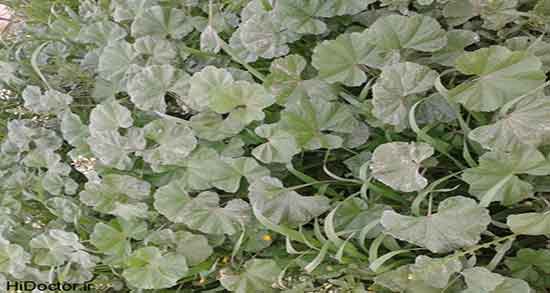 خواص پنیرک برای عفونت زنان و فواید مصرف پنیرک برای درمان عفونت رحم خواص پنیرک برای عفونت زنان ؛ فواید مصرف پنیرک برای درمان عفونت رحم