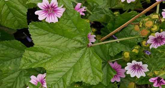 خواص پنیرک برای قاعدگی ؛ ایا پنیرک برای کاهش درد خونریزی مفید است